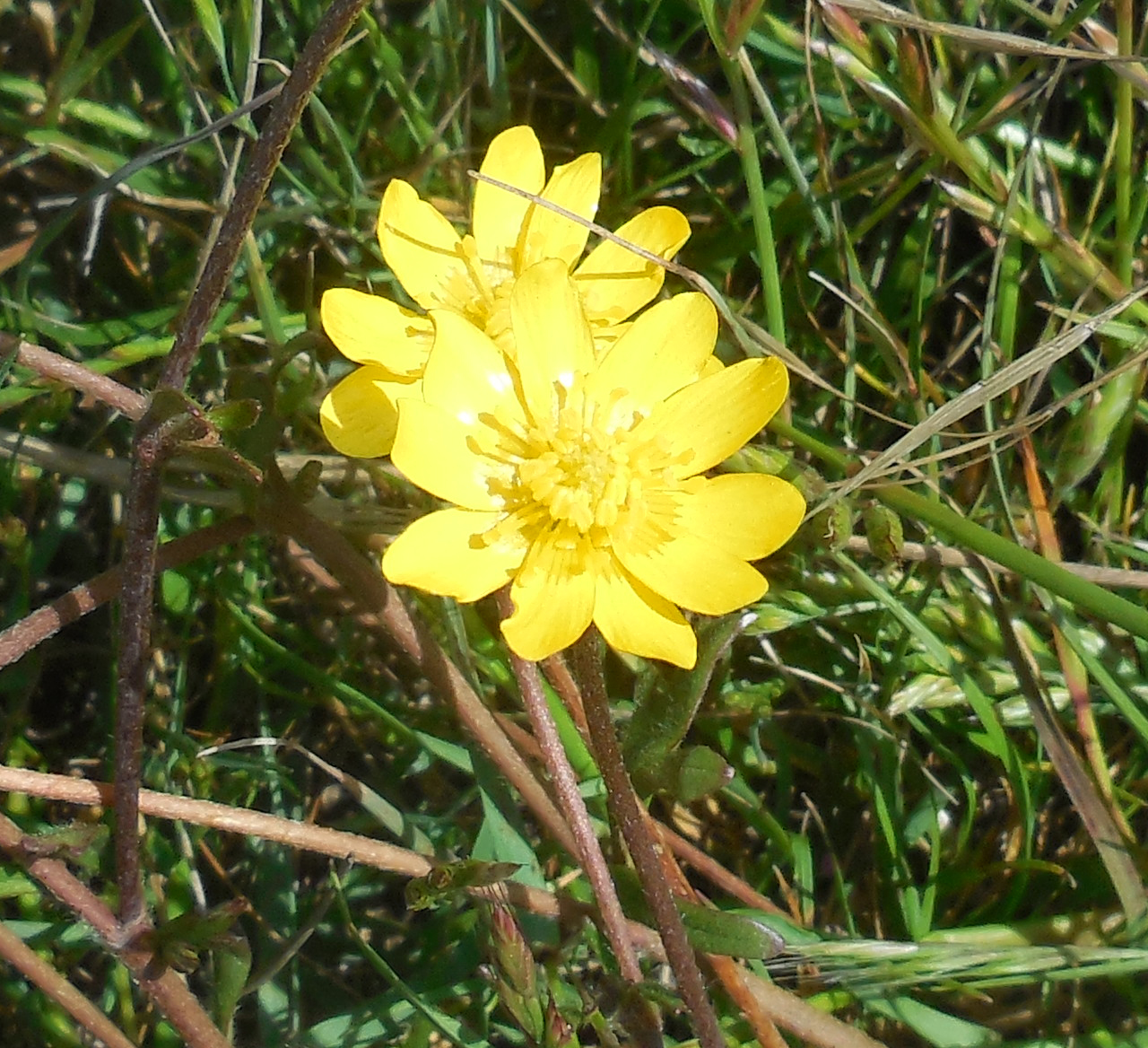 California buttercup (Ranunculus californicus)